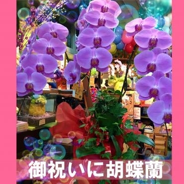 御祝いに胡蝶蘭。｜「松花園」　（兵庫県神戸市須磨区の花キューピット加盟店 花屋）のブログ