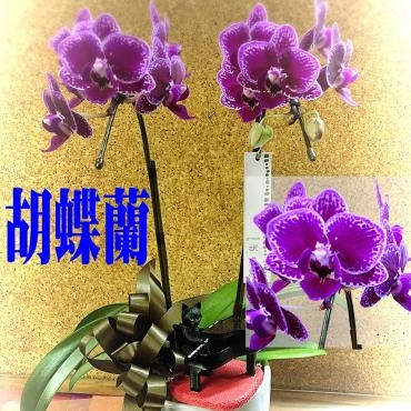 ミディータイプの胡蝶蘭｜「松花園」　（兵庫県神戸市須磨区の花キューピット加盟店 花屋）のブログ