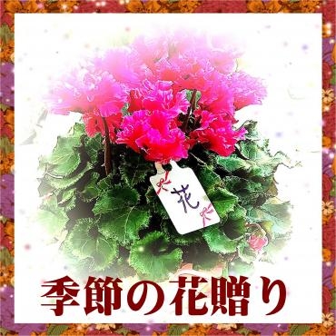 シクラメン　ポインセチアの贈り物｜「松花園」　（兵庫県神戸市須磨区の花キューピット加盟店 花屋）のブログ