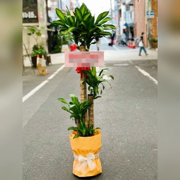 周年の祝いに｜「松花園」　（兵庫県神戸市須磨区の花キューピット加盟店 花屋）のブログ