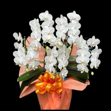 お祝いに胡蝶蘭|「松花園」　（兵庫県神戸市須磨区の花屋）のブログ